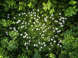 Fototapeta premium A large field of white flowers is surrounded by green trees. The flowers are scattered throughout the field, creating a sense of abundance and beauty. The image evokes a feeling of peace