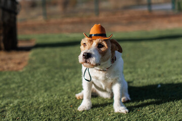 Jack Russell terrier wearing a cowboy hat