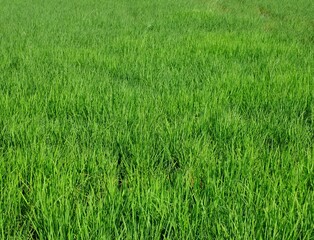 Obraz premium Green grass texture 