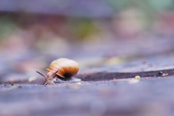 地面の上のカタツムリ