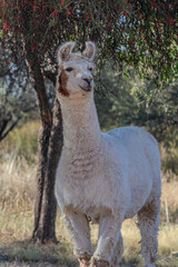Obraz premium Foto de una llama en Catamarca, Argentina