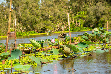 Beautiful tropical river in Asia among green nature