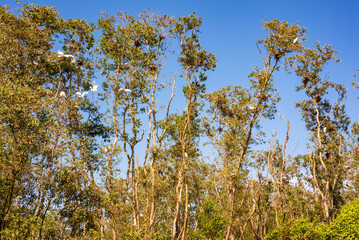 Bird sanctuary in the area of Mekong river in Vietnem. Many birds on trees