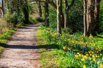 Daffodils Spring footpath Baddesley Clinton Stately home estate. Warwickshire English Midlands UK