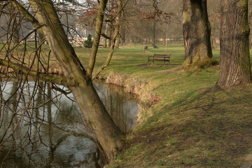 Stare drzewa w parku nad jeziorem © Lucky