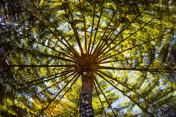 Looking up at fern canopy in rainforest