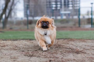 a dog without a breed is playing. The dog is a half-breed