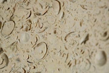 Detailed texture of sedimentary rock showcasing fossilized shells and intricate patterns of prehistoric sea creatures.