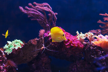 Tropical marine fish on a coral reef. Oceanarium, wildlife, colorful underwater world, aquarium.