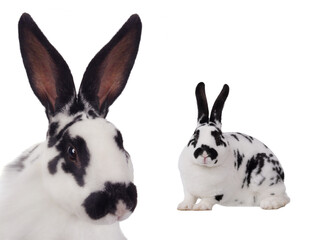 portrait of rabbit isolated on white background