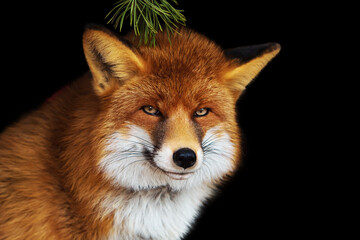 Fototapeta premium Portrait of a fluffy red fox isolated on a black background.