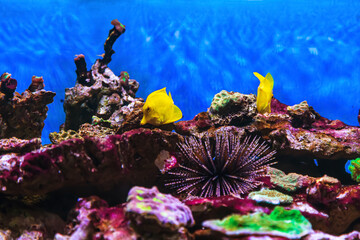 Tropical marine fish on a coral reef. Oceanarium, wildlife, colorful underwater world, aquarium.