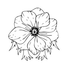 Fototapeta premium Hand drawn anemone. Line art vector illustration
