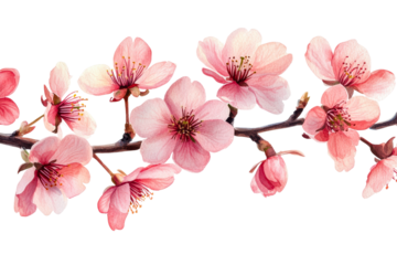 Blossoming cherry flowers nature scene floral spring vibes cut out