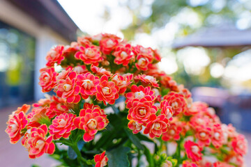 Golden Fox Longevity Flower Kalanchoe Plant Close-Up