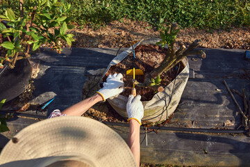 Obraz premium Woman gardener with hat working with hoe in a blueberries organic farm.