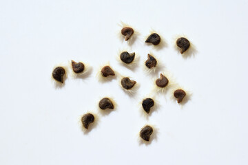 Hibiscus syriacus seeds close up