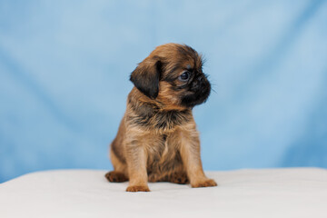 Petit Brabanson puppies on a monochrome background