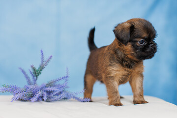 Petit Brabanson puppies on a monochrome background