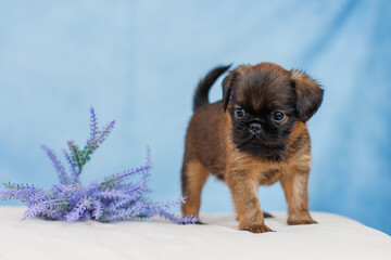 Petit Brabanson puppies on a monochrome background