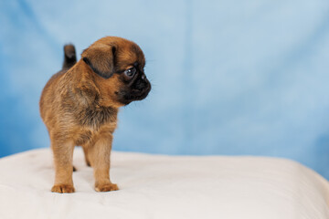 Petit Brabanson puppies on a monochrome background