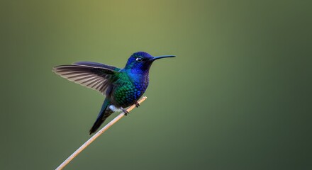 Obraz premium Hummingbird Perched on Branch