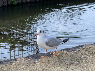 歩いているユリカモメ