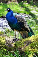 Obraz premium peacock in the park