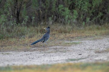 Looking for its baby to feed