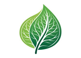 green leaf isolated on white background