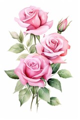 Rose flower plant inflorescence.