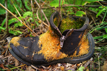 Moss-covered boot found in a forest showcasing nature's reclaiming process over time