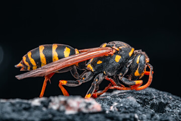 Macroaufnahme Wespe