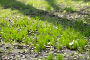Lush green blades of grass sprout from rich, dark soil under a bright sun. This vibrant growth symbolizes the rejuvenation of nature in spring, creating a lively backdrop