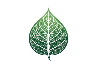 Fototapeta premium green leaf isolated on white background