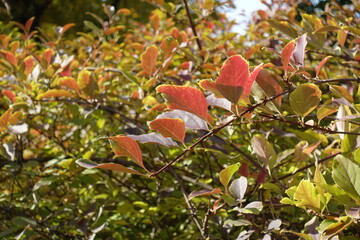Twig of forsythia with autumnal foliage in mid October
