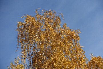 Fototapeta premium Bright blue sky and autumnal foliage of birch in mid October
