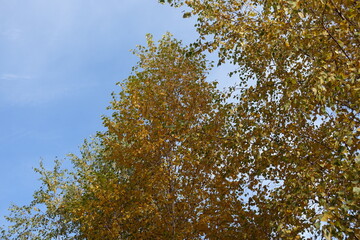 Blue sky and autumnal foliage of birch in mid October
