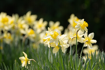 満開の水仙の花