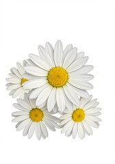 Obraz premium Four daisies bloom brightly against a stark white background showcasing their delicate petals and sunny centers.. AI Generated