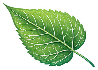 Obraz premium green leaf isolated on white background