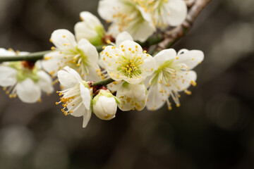 Obraz premium 雨に濡れた梅の花