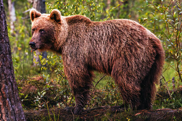 Obraz premium brown bear in the forest