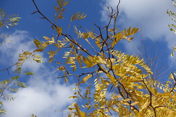 Deep blue sky and thorny branch of Gleditsia triacanthos with autumnal foliage in mid October