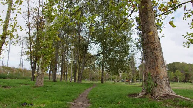 Exploring a serene park setting with lush trees and a winding path on a calm day