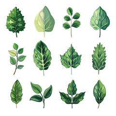  a collection of twelve different green leaves, each with unique shapes, vein patterns, and textures. The leaves are illustrated in a realistic yet slightly stylized manner, with soft shading and vibr