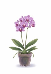 Elegant Pink Orchids Potted Plant Soft Light. AI Generated
