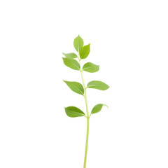 Fototapeta premium Green Plant Sprout with Bright Leaves on Black Background