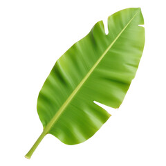 Fototapeta premium Single Lush Green Banana Leaf Isolated on Black Background