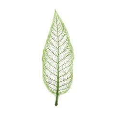 Obraz premium Detailed leaf skeleton showcasing fine veins Clarity and natures beauty captured in transparent elegance